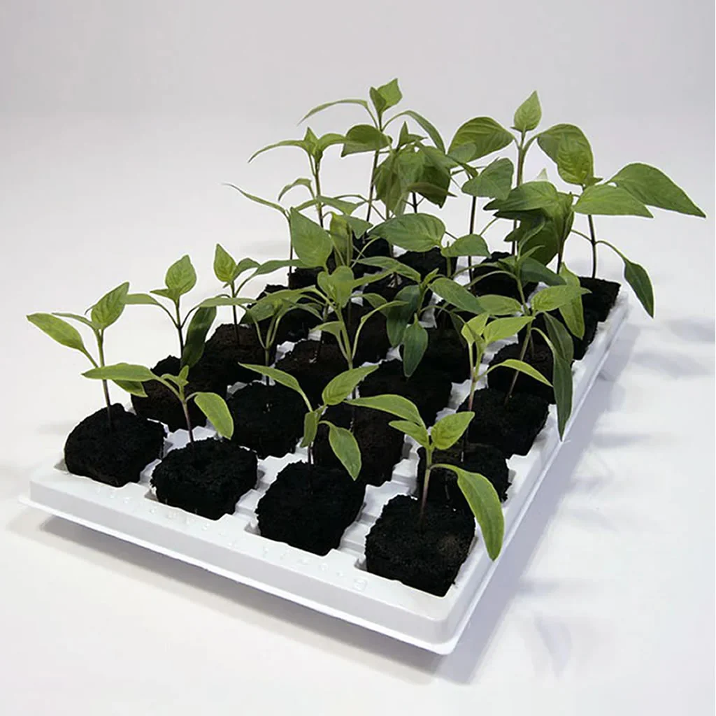 Root Riot Cubes - Image 4